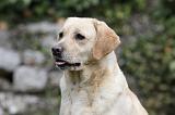 LABRADOR 853